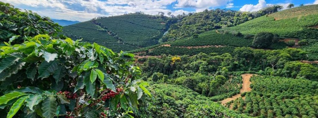 Agronegócio em Minas Gerais: Resultados Históricos e Desafios em 2025