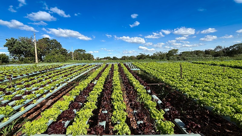Aumento da Agricultura Familiar na Merenda Escolar de MS: Um Avanço Sustentável Aumento da Agricultura Familiar na Merenda Escolar de MS: Um Avanço Sustentável
