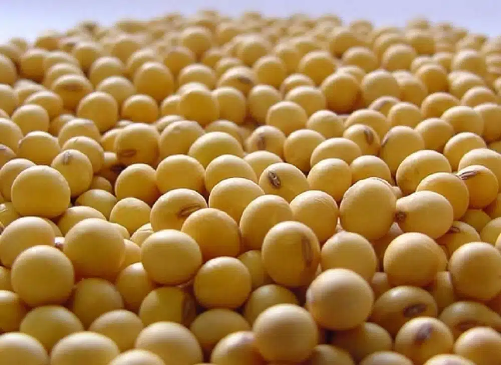 Brasil enfrenta desafios com uso de sementes não certificadas na soja