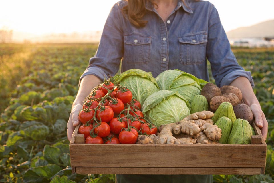 Cinco Hortaliças que Brilham na Olericultura do Espírito Santo em 2024 Cinco Hortaliças que Brilham na Olericultura do Espírito Santo em 2024