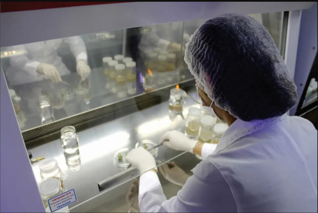 Clonagem de Mudas: Uma Nova Esperança Contra a Vassoura-de-Bruxa no Amapá