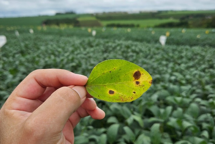 Proteção Biológica: A Chave para a Sanidade das Lavouras de Soja Imagem do artigo
