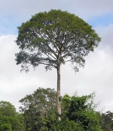 Descubra o Amapazeiro: A Árvore que Representa o Amapá com Orgulho
