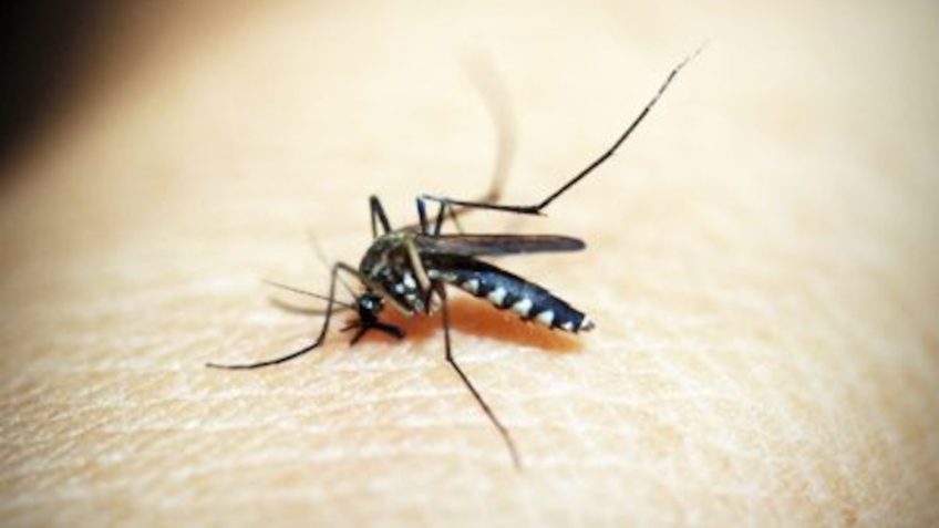 Estudo Prevê 1,8 Milhão de Casos de Dengue no Brasil em 2026