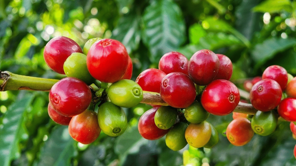 Exportações do Agronegócio Mineiro Batem Recorde Histórico em 2025