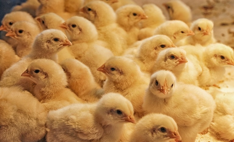 Governo Brasileiro Abre Mercado de Material Genético Avícola em Moçambique