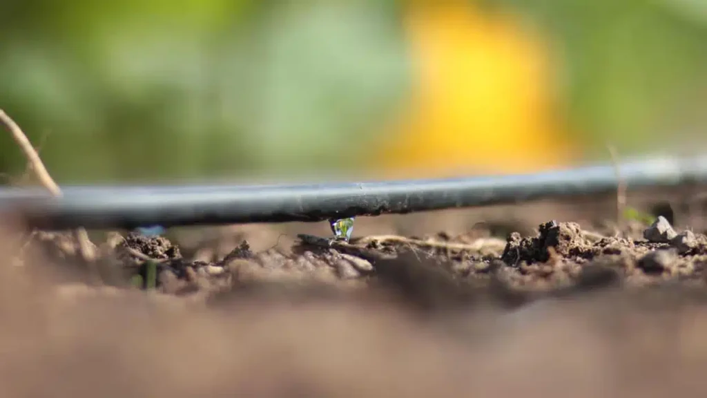 Irrigação por Gotejamento: Evitando Entupimentos com Manutenção Eficiente