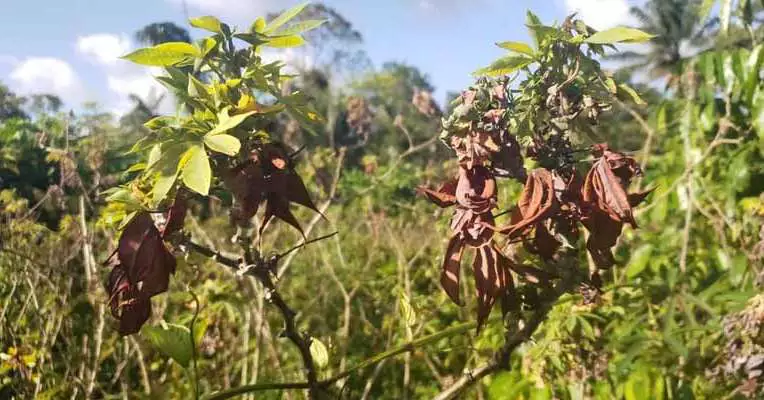 MPPA e Comunidades Tradicionais Unem Forças para Combater Vassoura-de-Bruxa na Mandioca MPPA e Comunidades Tradicionais Unem Forças para Combater Vassoura-de-Bruxa na Mandioca