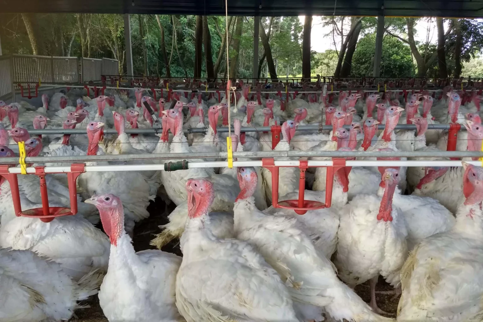 Paraná Se Destaca na Produção de Peru: Crescimento nas Exportações em 2025