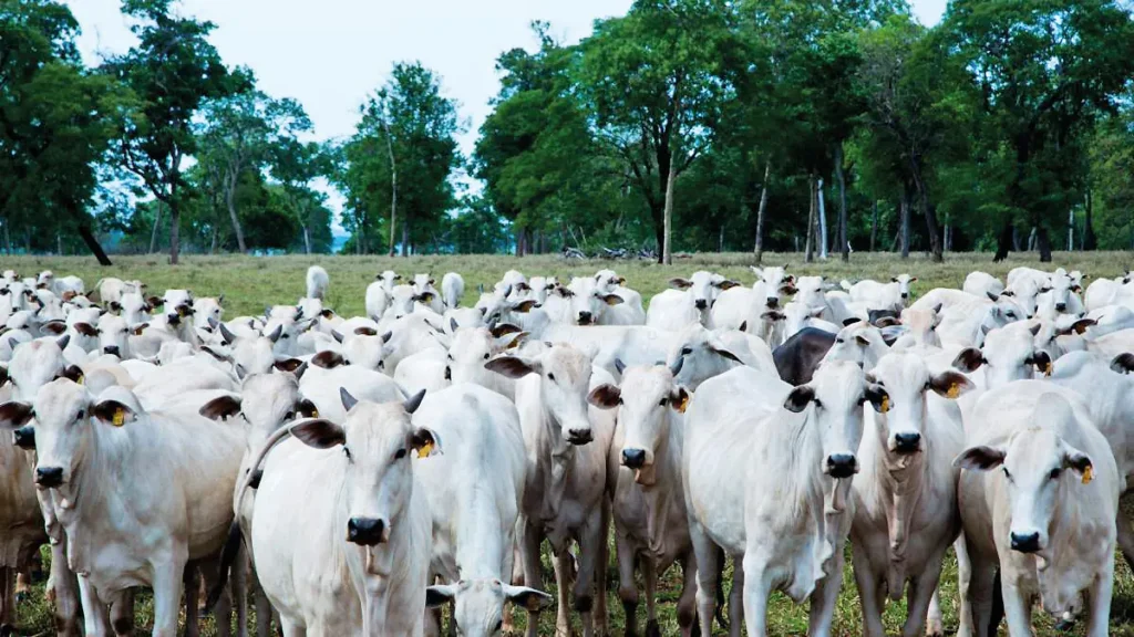 Pecuária Brasileira Avança com Novo Centro de Pesquisas em Rio Preto