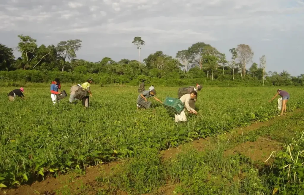 Plano Safra 2025/2026: Pequenos Produtores Garantem 60% do Crédito na Amazônia