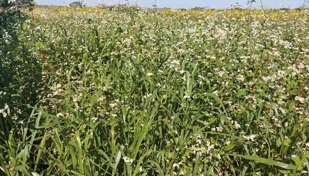 Plantas de Cobertura: Benefícios Ignorados na Agricultura Brasileira