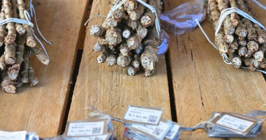 Resistência da Mandioca: Testes Promissores Contra Vassoura-de-Bruxa no Amapá