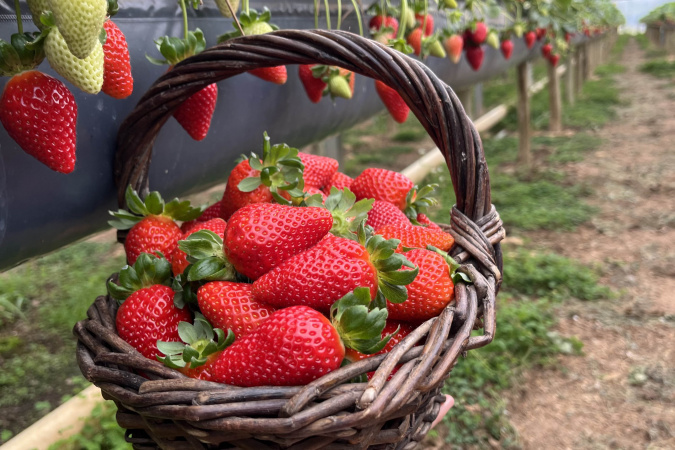 Rota Turística do Morango: Integração entre Agricultura e Turismo no Paraná