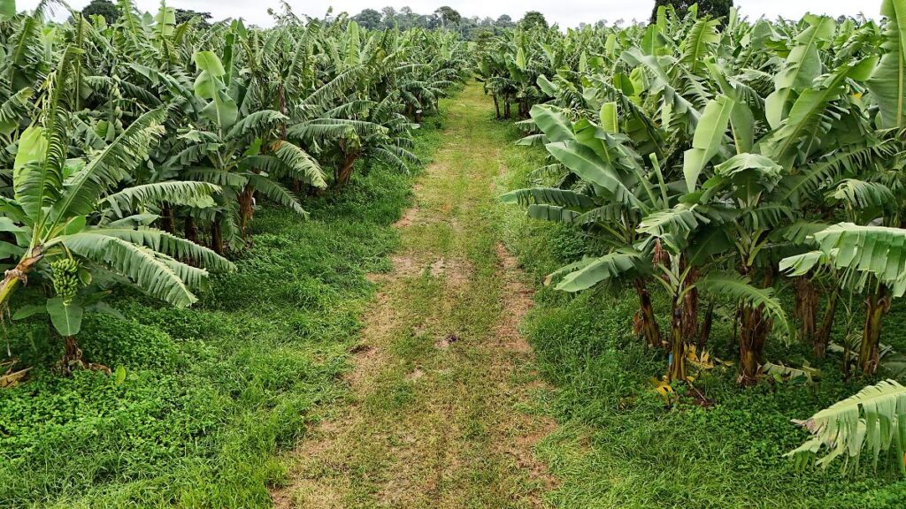 Secretaria de Agricultura Impulsiona a Agricultura Familiar e Expande Compras Institucionais