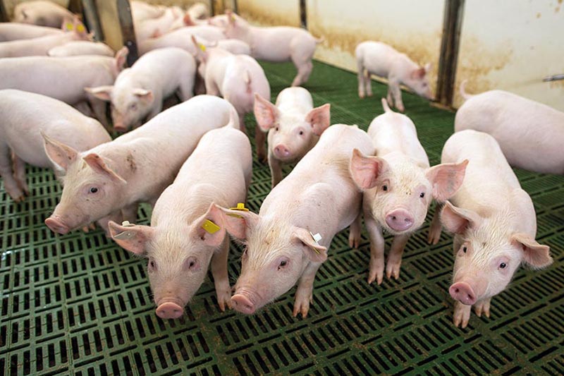 Suinocultura Projeta Crescimento Sólido até 2026: Expectativas e Desafios