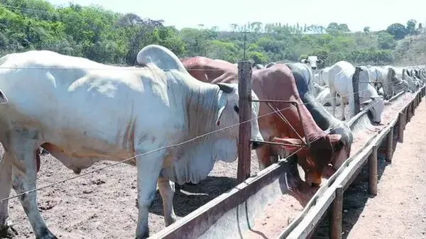 Agronegócio em Alagoas: Oportunidades de Exportação em Ascensão