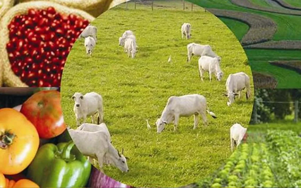 Agronegócio no Acre Cresce 11,8% em 2025, Superando Média Nacional