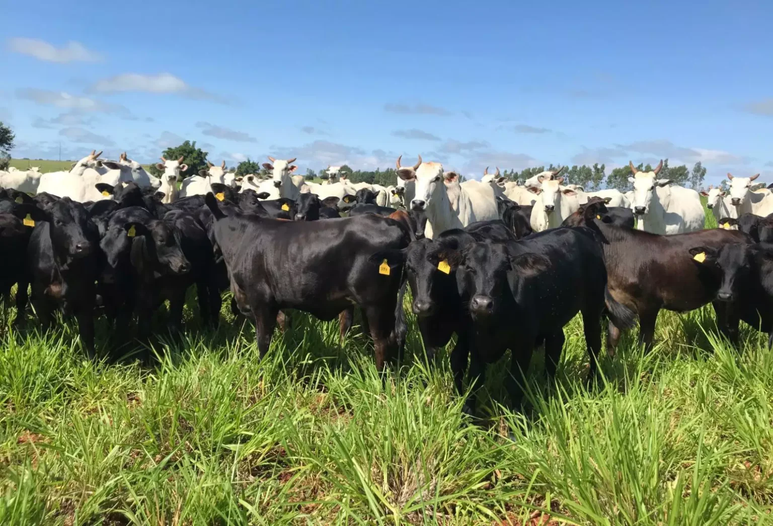 Agronegócio: O Ano da Cria em 2026? Descubra as Perspectivas