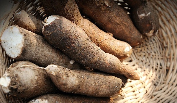 Alerta aos Agricultores: Praga da Mandioca Ameaça Cultivos em Presidente Figueiredo