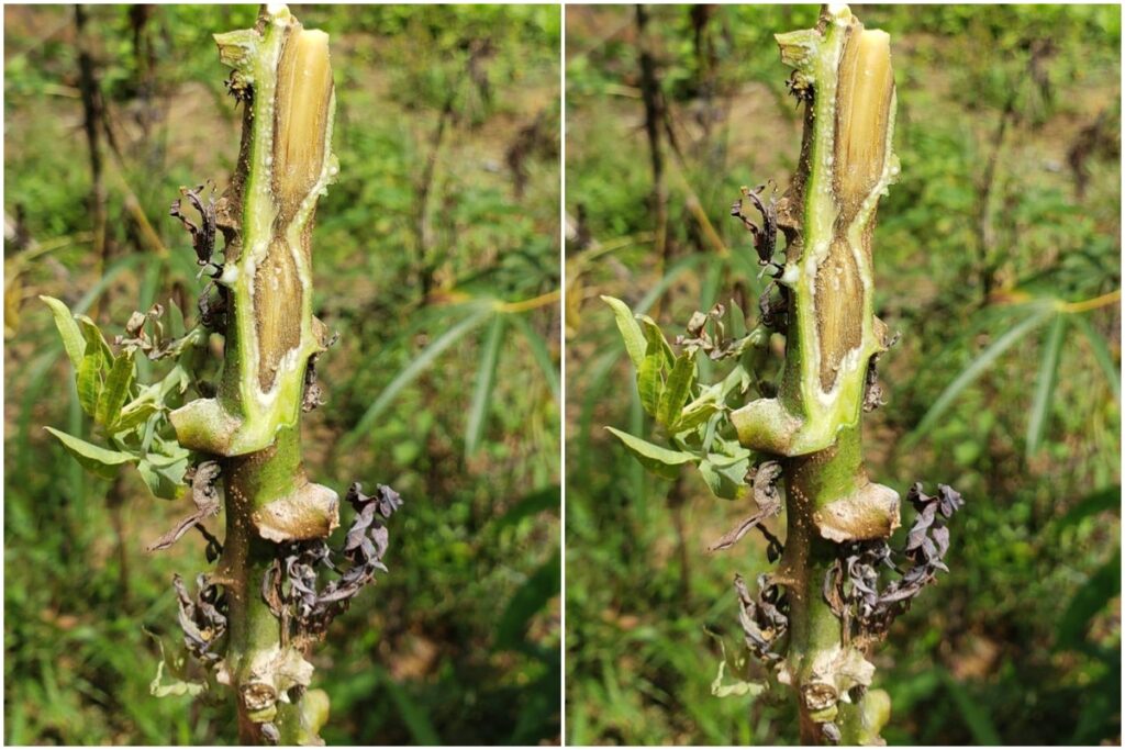Amapá Implementa Força-Tarefa para Combater a Vassoura-de-Bruxa da Mandioca