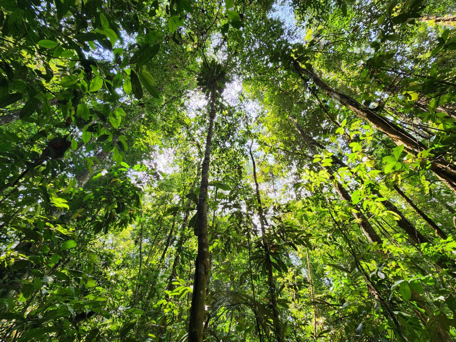 Amapá: único estado da Amazônia Legal sem desmatamento significativo nos últimos 3 anos