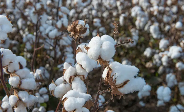Brasil se Destaca no Mercado Global de Algodão até 2026