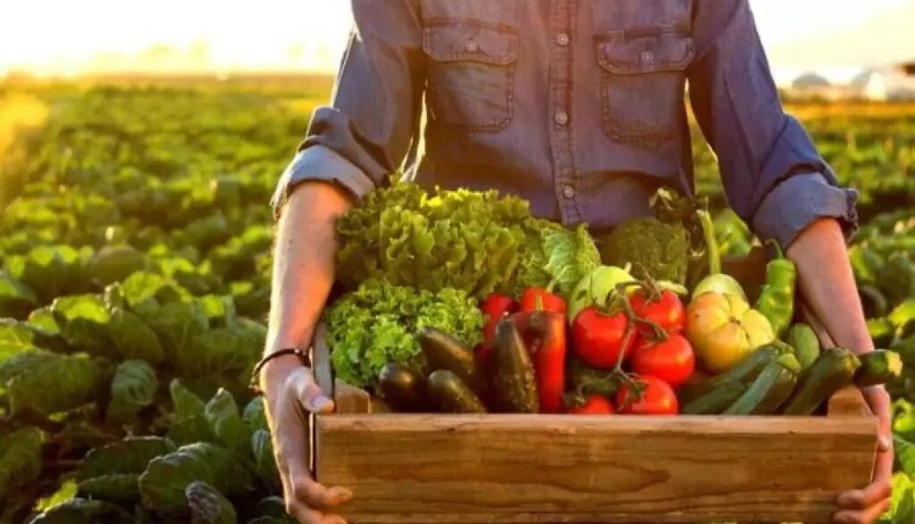 Calendário de 2026 da Conab: Datas Cruciais para Safras Agrícolas e Mercado