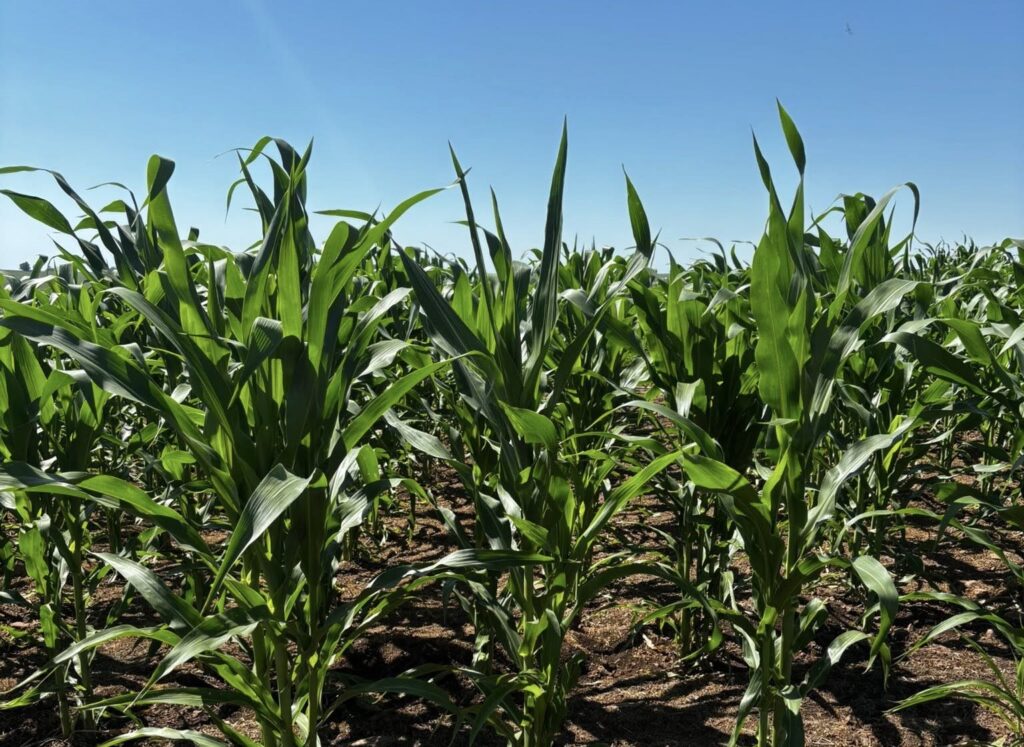 Chuvas e Calor: Fatores que Impulsionam a Cultura do Milho e Soja em Alegrete Chuvas e Calor: Fatores que Impulsionam a Cultura do Milho e Soja em Alegrete
