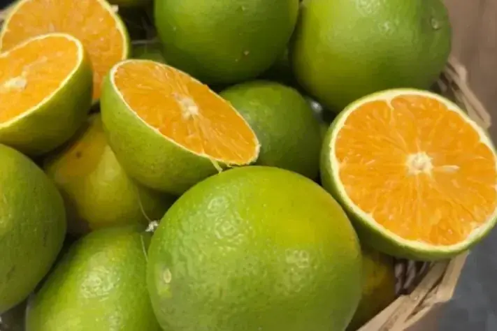 Crise na Citricultura: Novas Medidas Contra o Greening em São Paulo