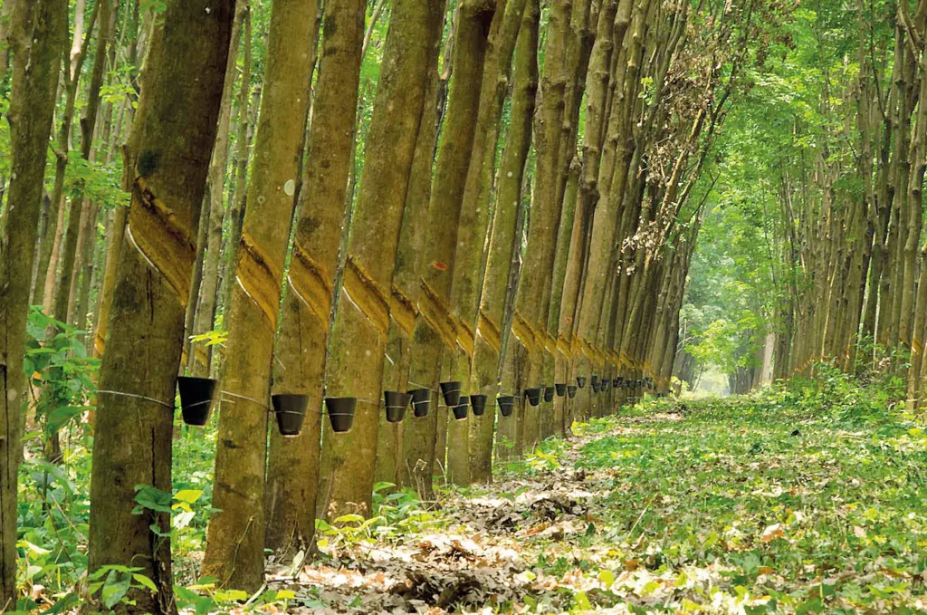 Desafios na Safra de Borracha 2025-2026: Excesso de Oferta Preocupa Produtores Desafios na Safra de Borracha 2025-2026: Excesso de Oferta Preocupa Produtores