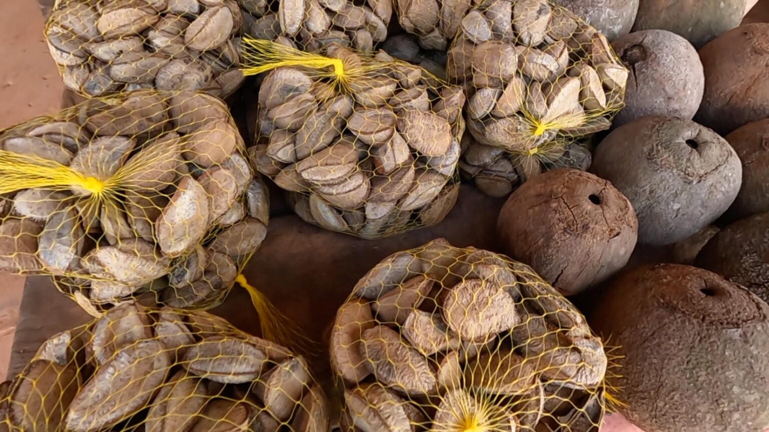 Descubra Laranjal do Jari: Aventura Gastronômica e Natural na Amazônia