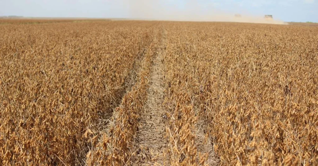 Exportações do Agronegócio Gaúcho Sofrem Queda em 2025: O Que Está Acontecendo?