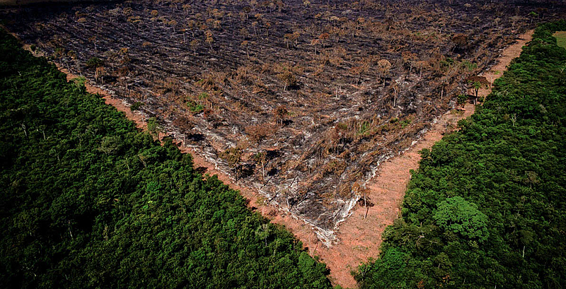 Gigantes do Agronegócio Deixam Moratória da Soja, Aumentando o Risco de Desmatamento na Amazônia Gigantes do Agronegócio Deixam Moratória da Soja, Aumentando o Risco de Desmatamento na Amazônia