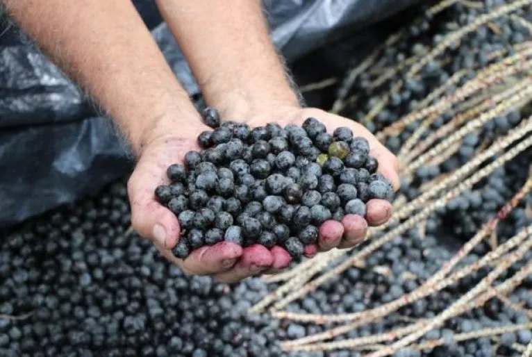 Governo do Amapá Promove Palestras para Fortalecer Empreendedores do Açaí Governo do Amapá Promove Palestras para Fortalecer Empreendedores do Açaí