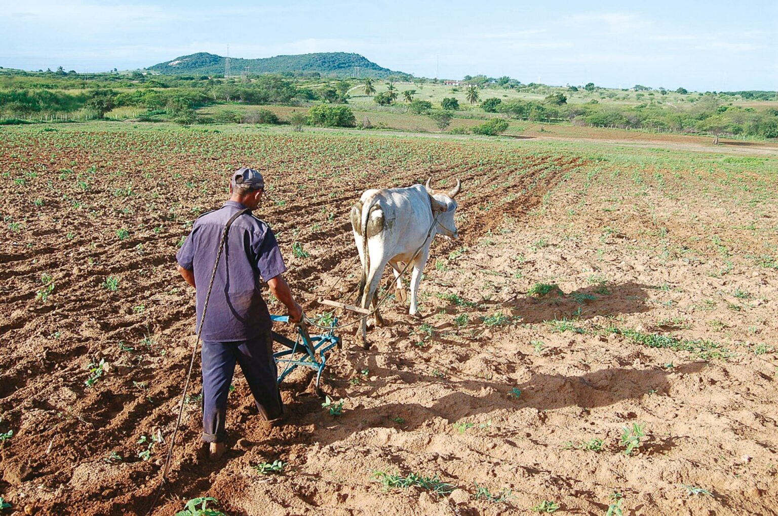 Inadimplência no Agronegócio do RN Atinge 12,8%: O Maior Índice do Nordeste e Quarto do Brasil