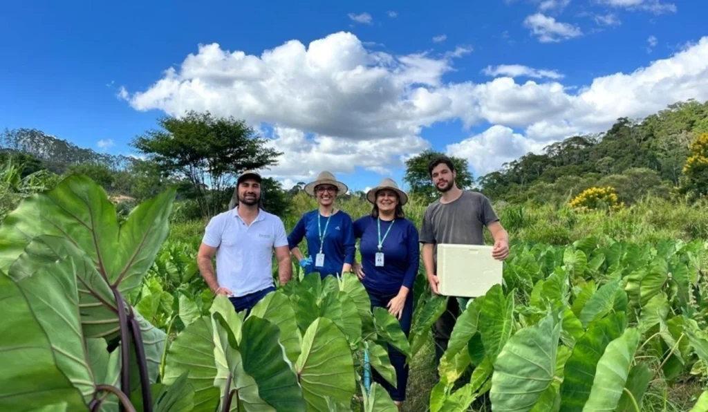 Incaper Inicia Desenvolvimento de Variedades de Inhame Adaptadas ao Espírito Santo Incaper Inicia Desenvolvimento de Variedades de Inhame Adaptadas ao Espírito Santo