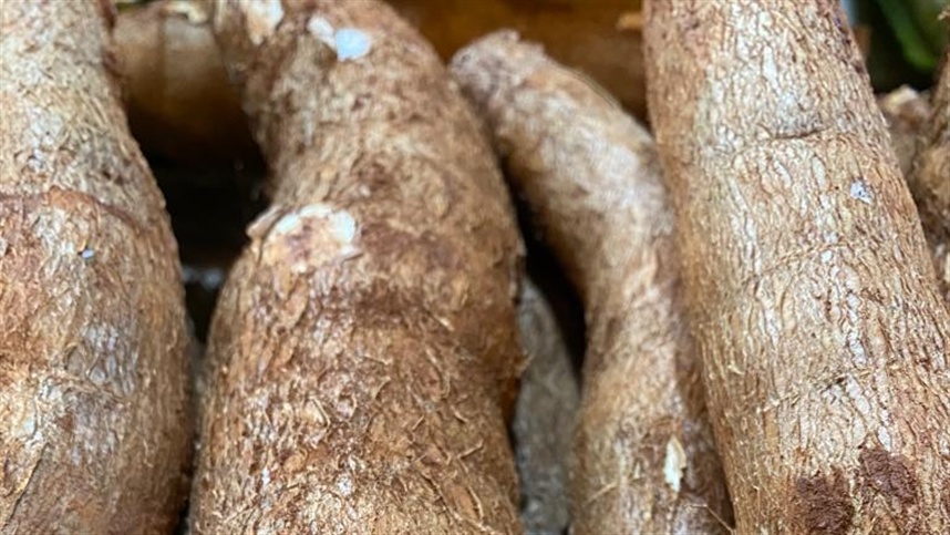 Inovação no Combate à Vassoura-de-bruxa da Mandioca Garante Prêmio Samuel Benchimol à Embrapa Amapá