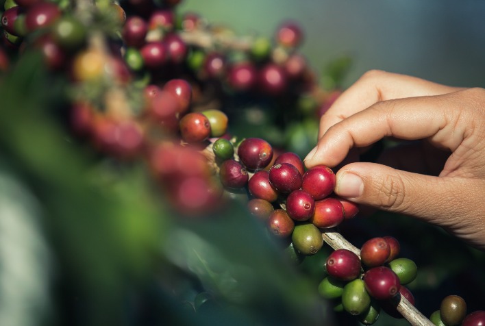 Irrigação Pós-Colheita: A Chave para Aumentar a Produtividade do Cafeeiro