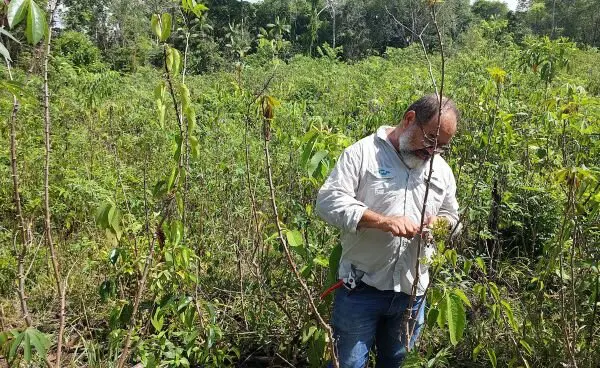 Manejo Inovador no Combate à Vassoura-de-Bruxa da Mandioca Recebe Prêmio Samuel Benchimol