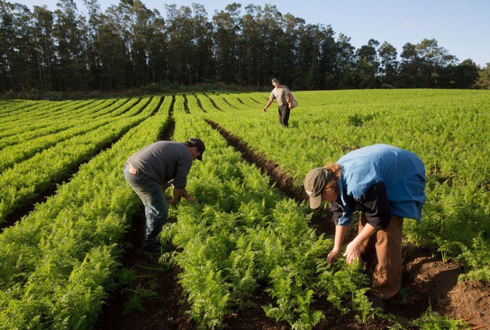 Microcrédito Rural: Catalisador da Agricultura Familiar com R$ 338,7 Milhões Movimentados