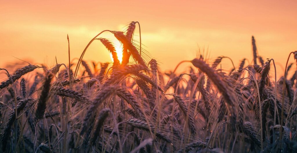 NR-31 Atualizada: PGRTR Substitui o PPRA no Agronegócio e Impacta Gestão de Segurança