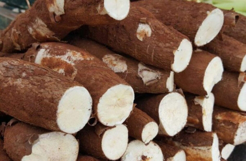 Oferta de Mandioca Aumenta e Impacta Rentabilidade em 2025