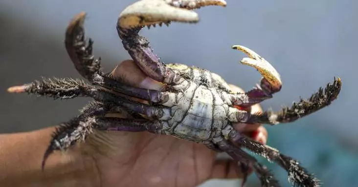 Período de Defeso do Caranguejo no Pará: O Que Você Precisa Saber