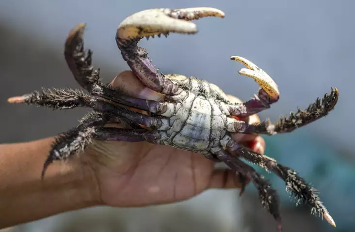 Períodos de Defeso do Caranguejo-Uçá no Pará em 2026