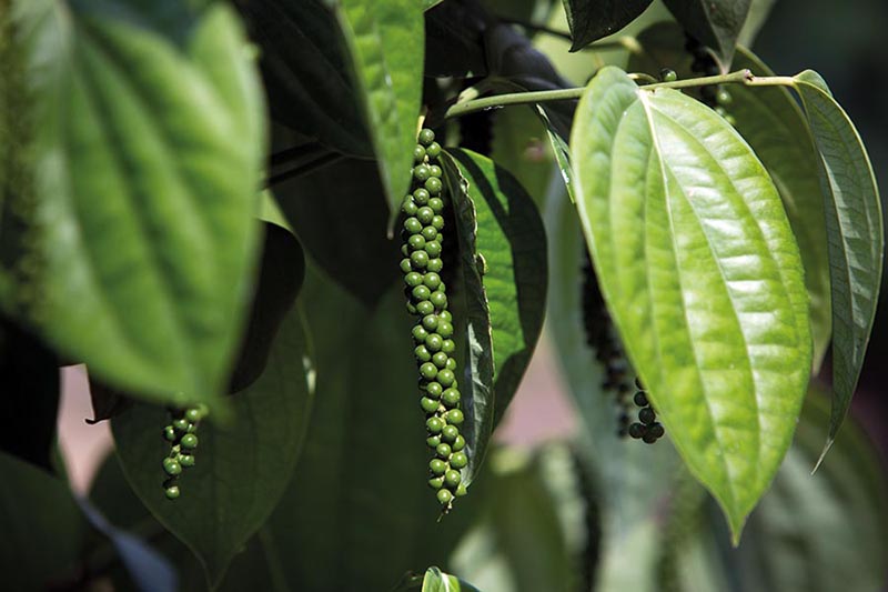 Produtor do Norte do Espírito Santo Inova com Secador a Gás para Pimenta-do-Reino