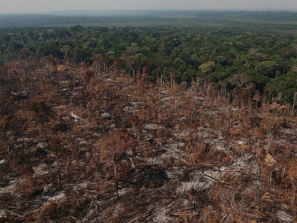 Rematamento: A Urgente Política para Preservar a Amazônia