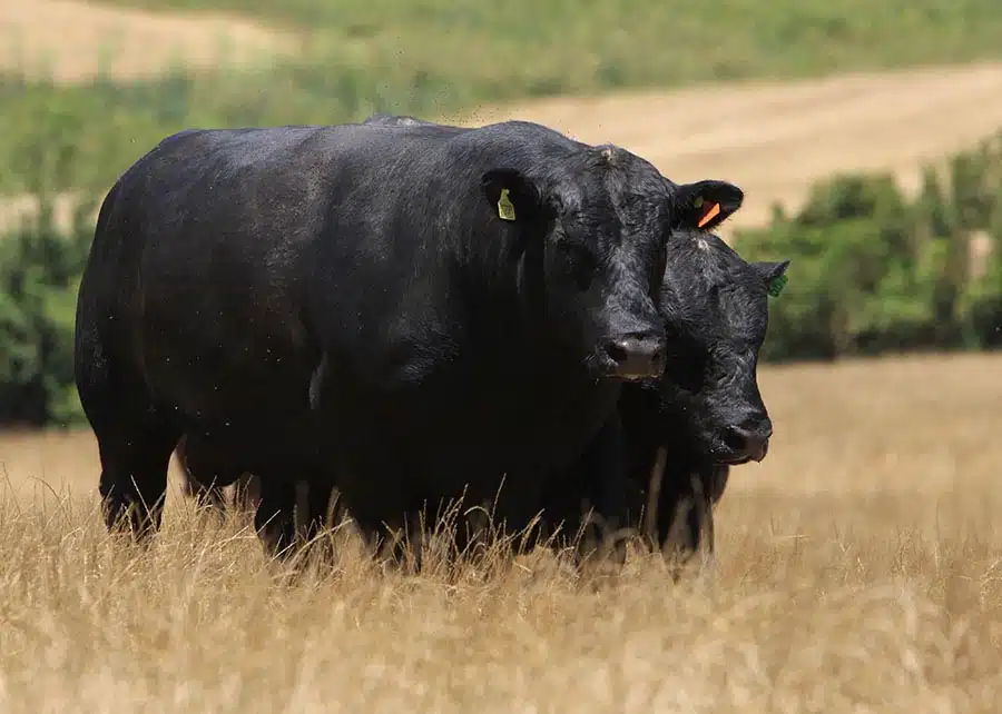 Selo Beef on Dairy promete transformar o mercado de carnes premium no Brasil