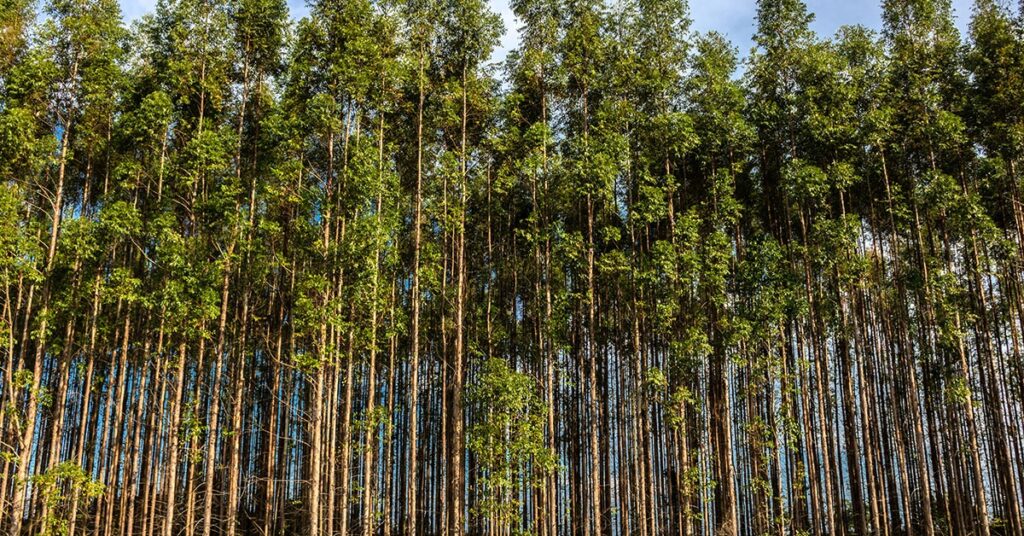 Setor Florestal Mineiro: Rastreabilidade e Exportações em Alta para a UE