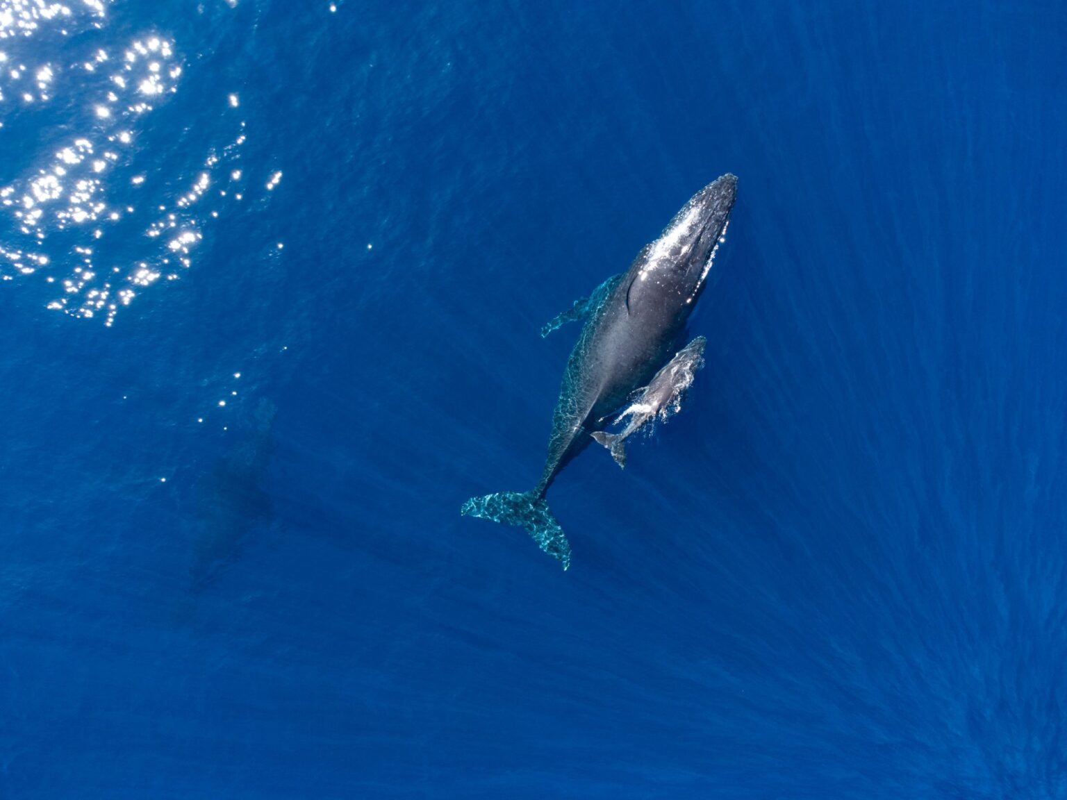 Turismo Azul: Destinos que Aliam Mar e Preservação para uma Experiência Única